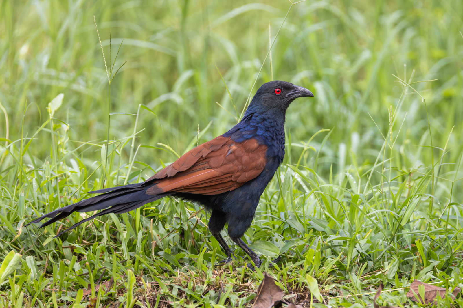 image Greater Coucal